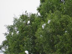 -宝安西湾红树林湿地公园