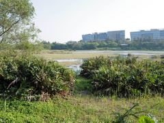 -华侨城湿地公园