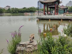 -莲花池公园