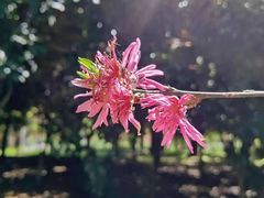 -南汇桃花村
