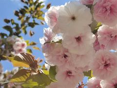 -长白岛森林公园