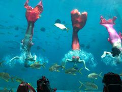 -瑞德姆美人鱼海底演艺主题餐厅(亚龙湾店)