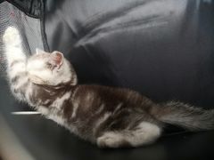 -瑞派名望24h动物医院异宠专科·猫专科·骨科·重症监护分院
