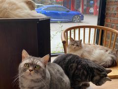 -豆逗聊愈猫阁Easy Life