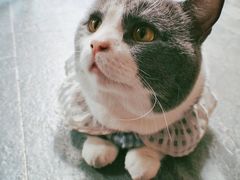 -福尔喵斯探案馆实景搜证·沉浸式剧本杀