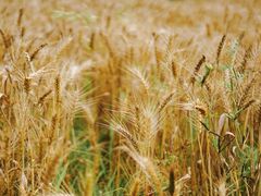 -田园东方蜜桃村的田野营地