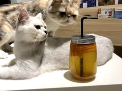 -酷豆宠物咖啡·宠物美食·撸猫馆