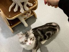 -飞行喵MR PILOT|猫舍·猫咖(静安大融城店)
