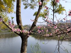 -重庆彩云湖湿地公园