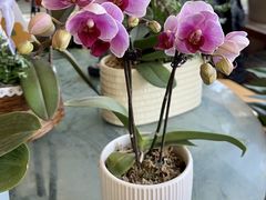 -金科花卉市场