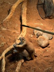 -Zoolung Zoolung动物主题公园(海信广场店)