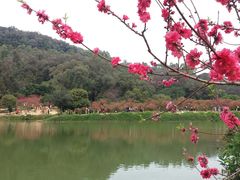 -南国桃园旅游度假区