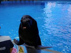 -芜湖新华联大白鲸海洋公园