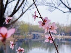 -桃花堤公园