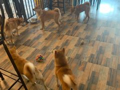 -柴源莊·柴小宠柴犬咖啡