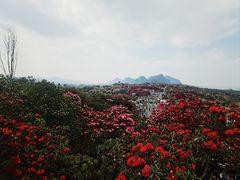 -贵州百里杜鹃风景名胜区
