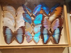-墨尔本博物馆(Melbourne Museum)