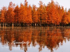 -白鹭湾湿地公园