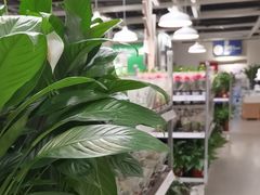 -宜家家居(四元桥商场店)