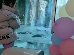 -帝企鹅自助餐厅•儿童岛•真企鹅(长隆企鹅酒店)