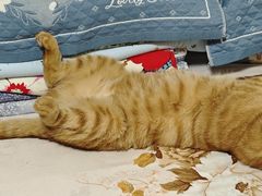 -纳吉亚猫专科动物诊疗中心(蒋宅口分院)