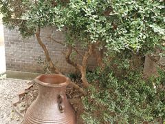 -中国蓝印花布馆