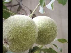 -龍歌自助小火锅(城阳万象汇店)