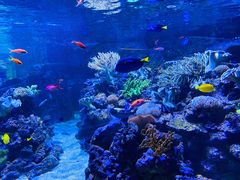 -迪拜水族馆及水下动物园
