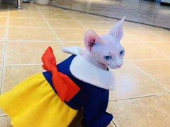 -欣宠猫屋·矮脚拿破仑·蓝金金渐层