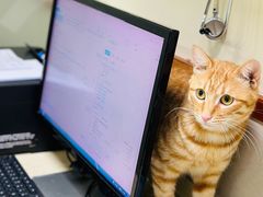 -艾贝尔宠物诊疗