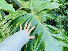 -国家植物园南园