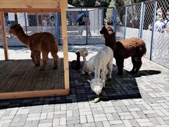 -长白岛森林公园