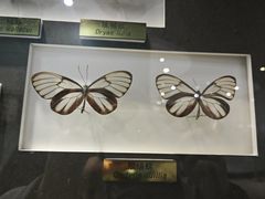 -上海昆虫博物馆