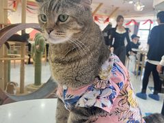-喵园·猫主题咖啡厅·撸猫·猫咖(国贸店)