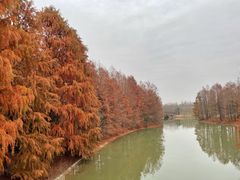 -上海海湾国家森林公园