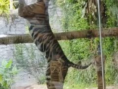 -清迈夜间动物园