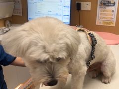 -瑞派康怡24h宠物医院·犬猫医疗中心·微创绝育(瑞景分院)