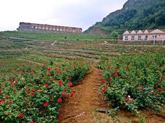 iphone_upload_pic-密云玫瑰情园