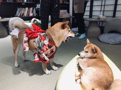 -逗柴咖啡屋·狗咖猫咖宠物桌游