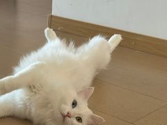 -联合动物医院(光谷诊疗中心)