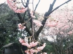 -南山植物园