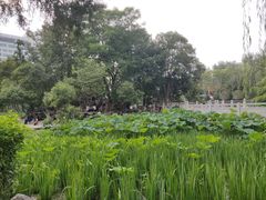 -莲湖公园