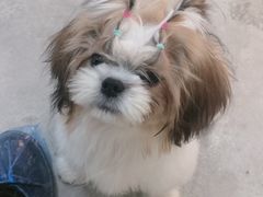 -房东的猫宠物生活馆