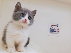 -十年猫舍·猫咪专门店(普陀店)