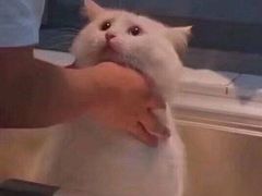 -西木兔(大圆祥店)