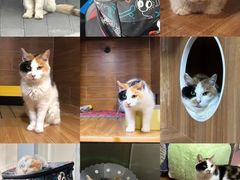 -北京赛佳动物医院