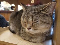-猫色咖啡·猫咖