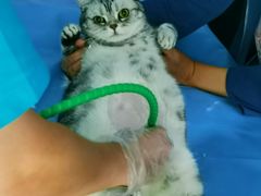 -纳吉亚猫专科动物诊疗中心(蒋宅口分院)