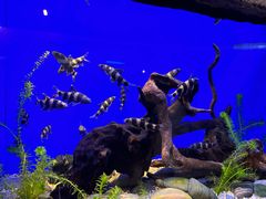 -上海海洋水族馆