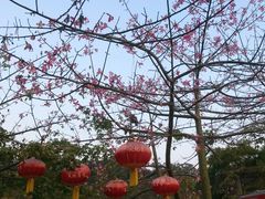 -芦仙山景区-飞越丛林探险乐园